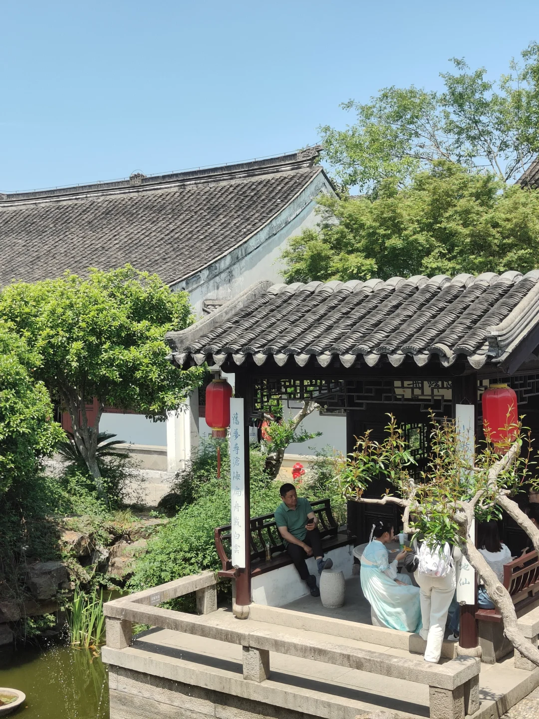 苏州常熟｜这里的木绣球和木香花开得很好