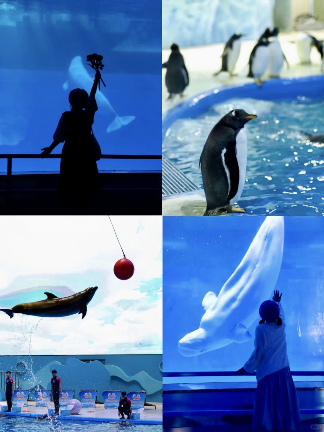 厦门周边！海上落日过山车！！！