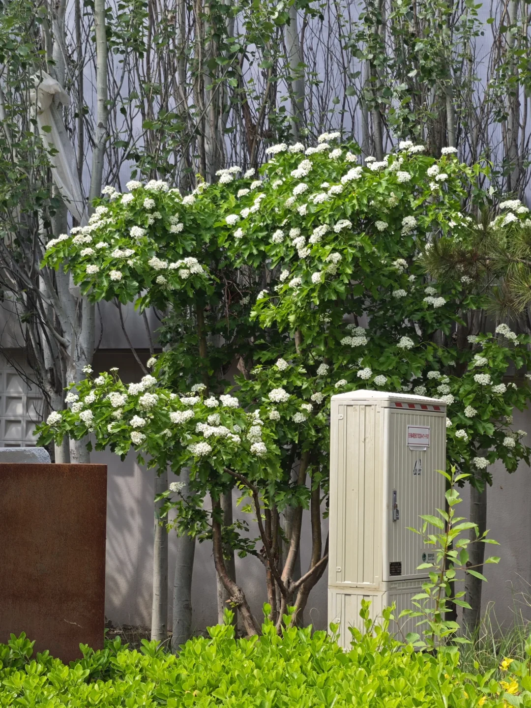 去往北京的春天