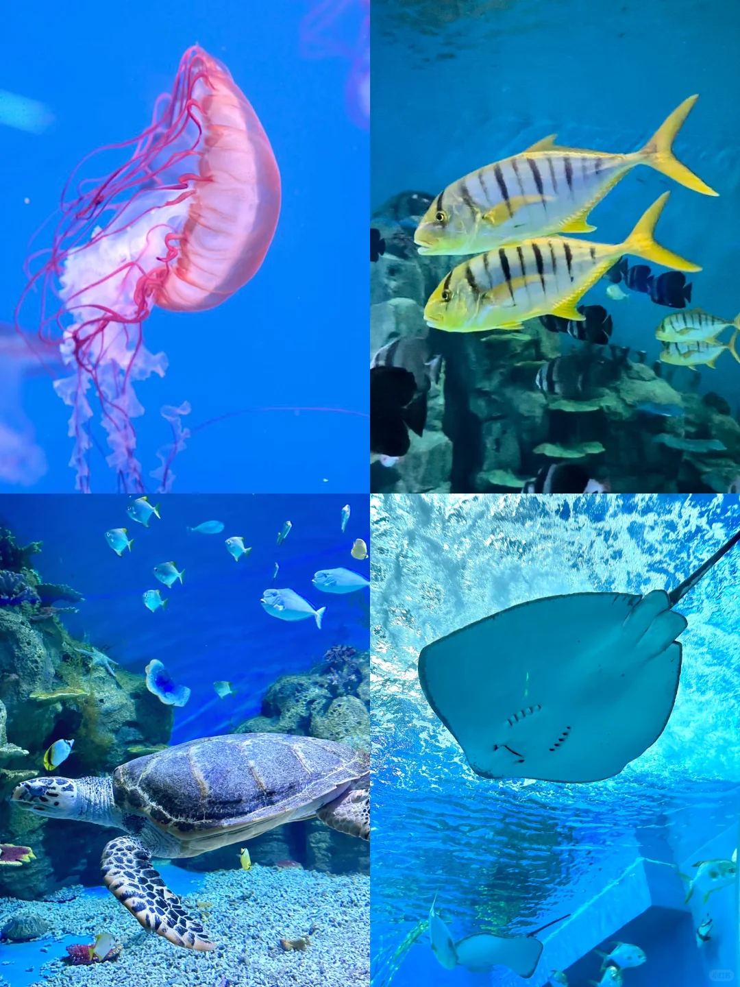 厦门周边！海上落日过山车！！！