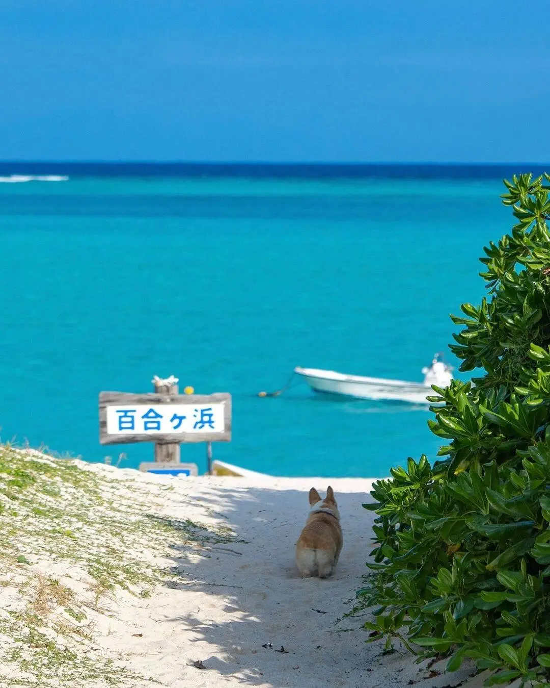 东京大阪去腻了，会玩的人都去九州了🌲