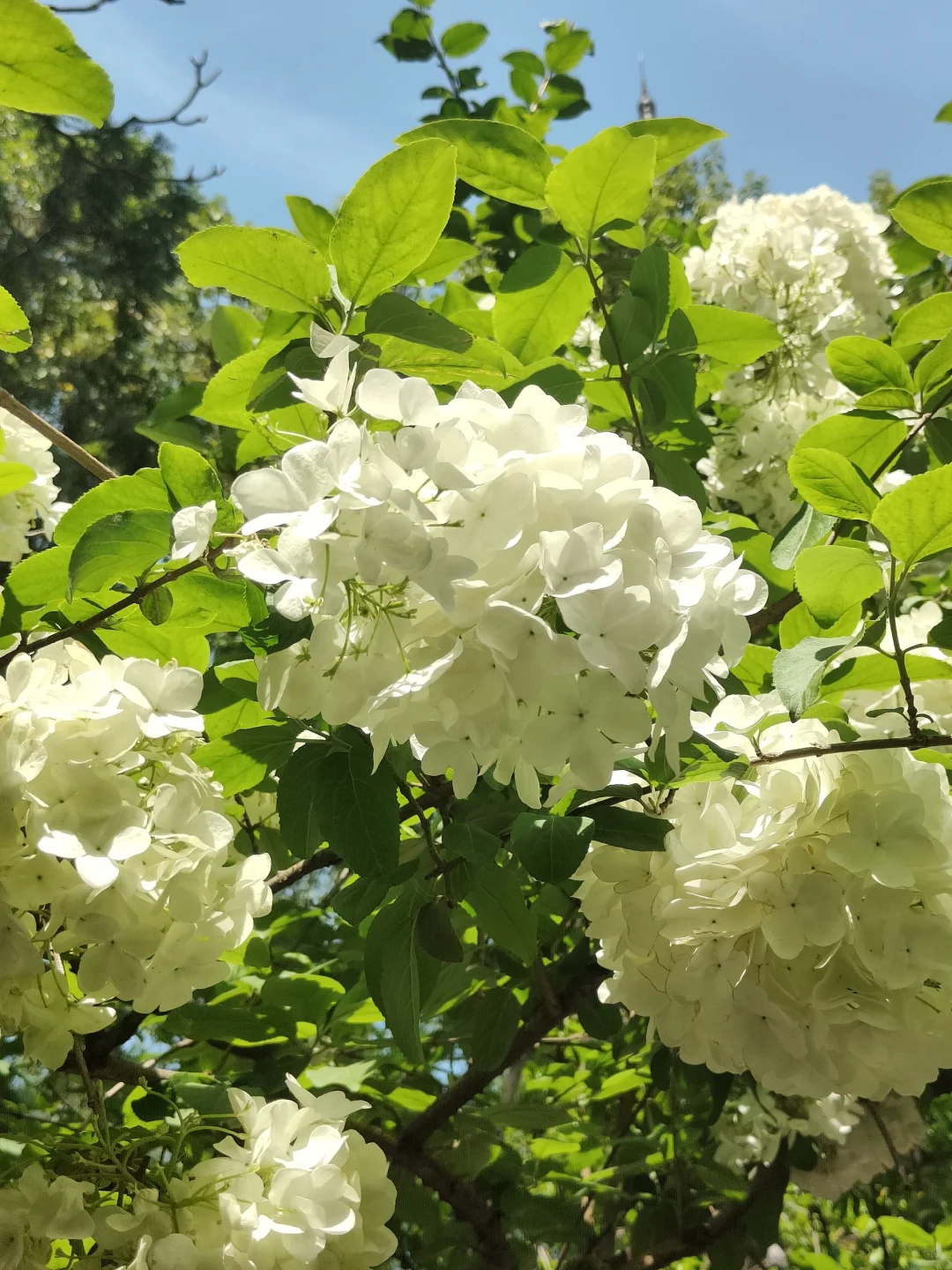 苏州常熟｜这里的木绣球和木香花开得很好