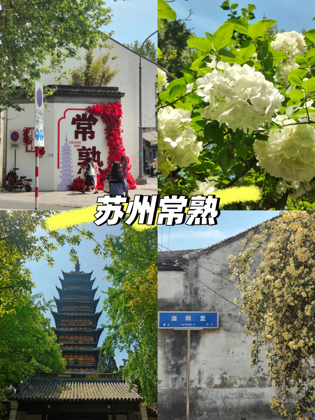 苏州常熟｜这里的木绣球和木香花开得很好