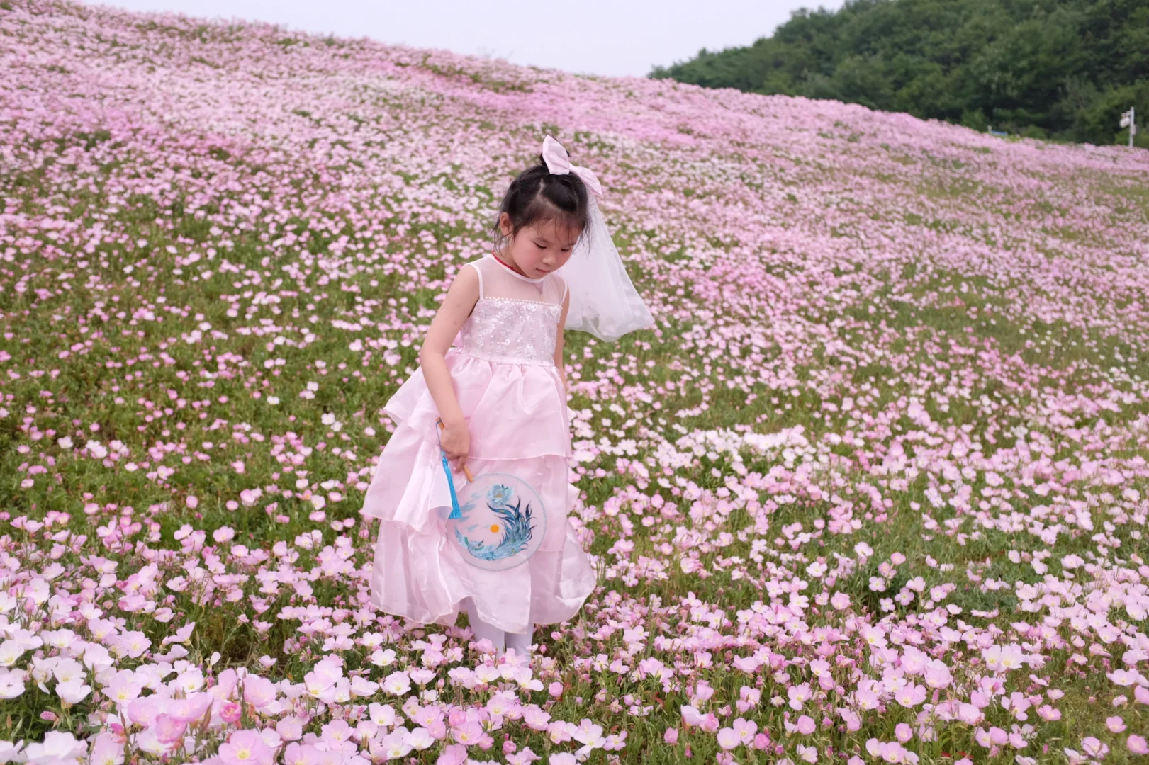 4.19南京周边无人花海