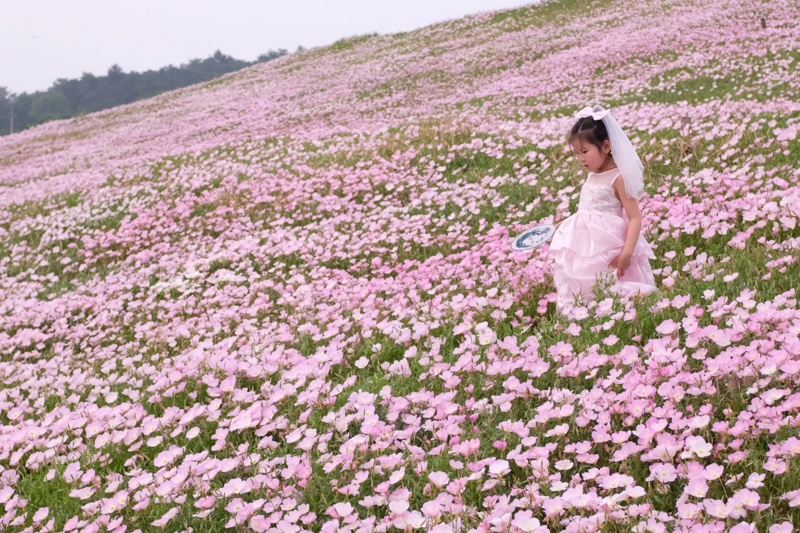 4.19南京周边无人花海