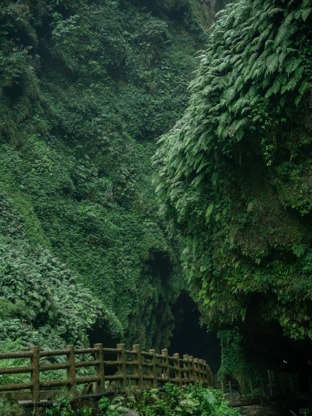 我宣布！我找到了中国最原始感的森林植物园