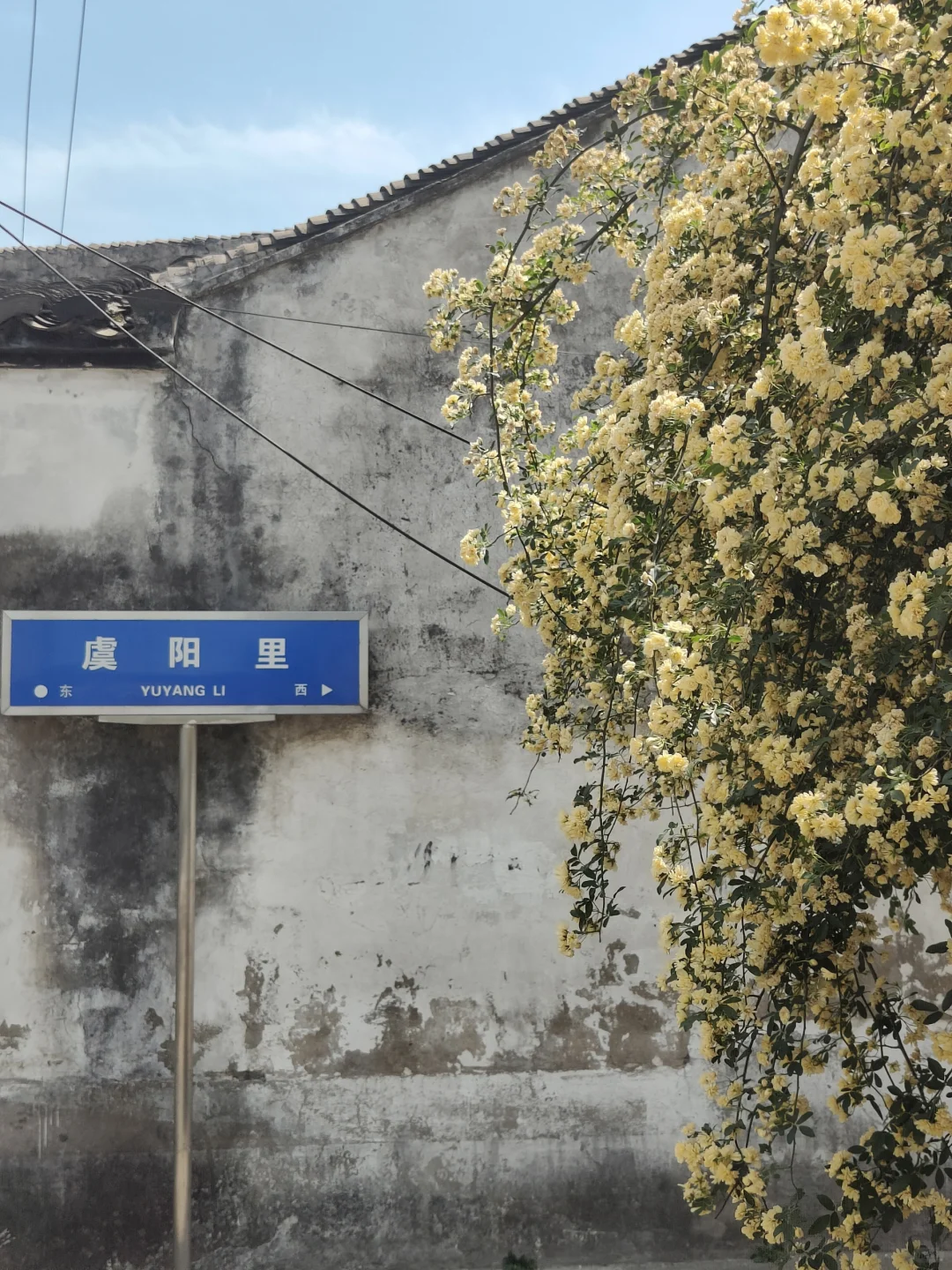 苏州常熟｜这里的木绣球和木香花开得很好