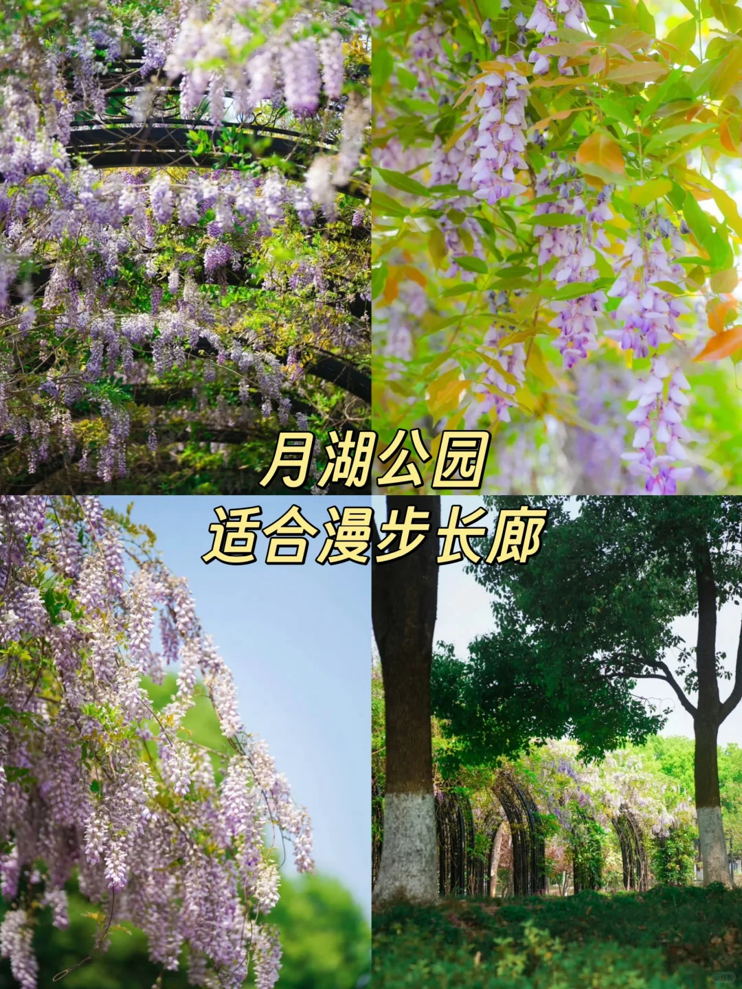 4月武汉美到超乎想象❗️❗️邂逅江城浪漫