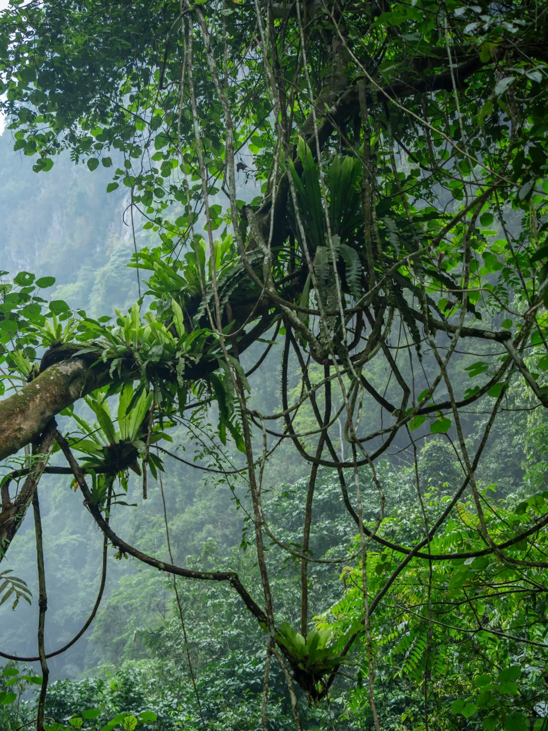 我宣布！我找到了中国最原始感的森林植物园