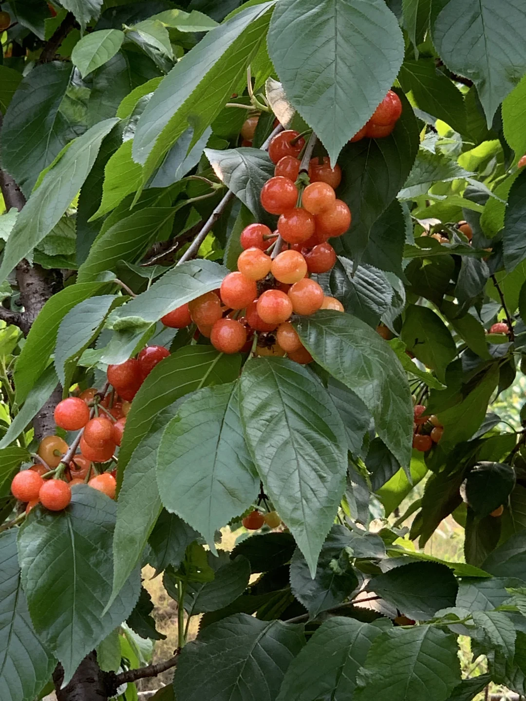 成都周边8大摘樱桃基地 实现樱桃自由