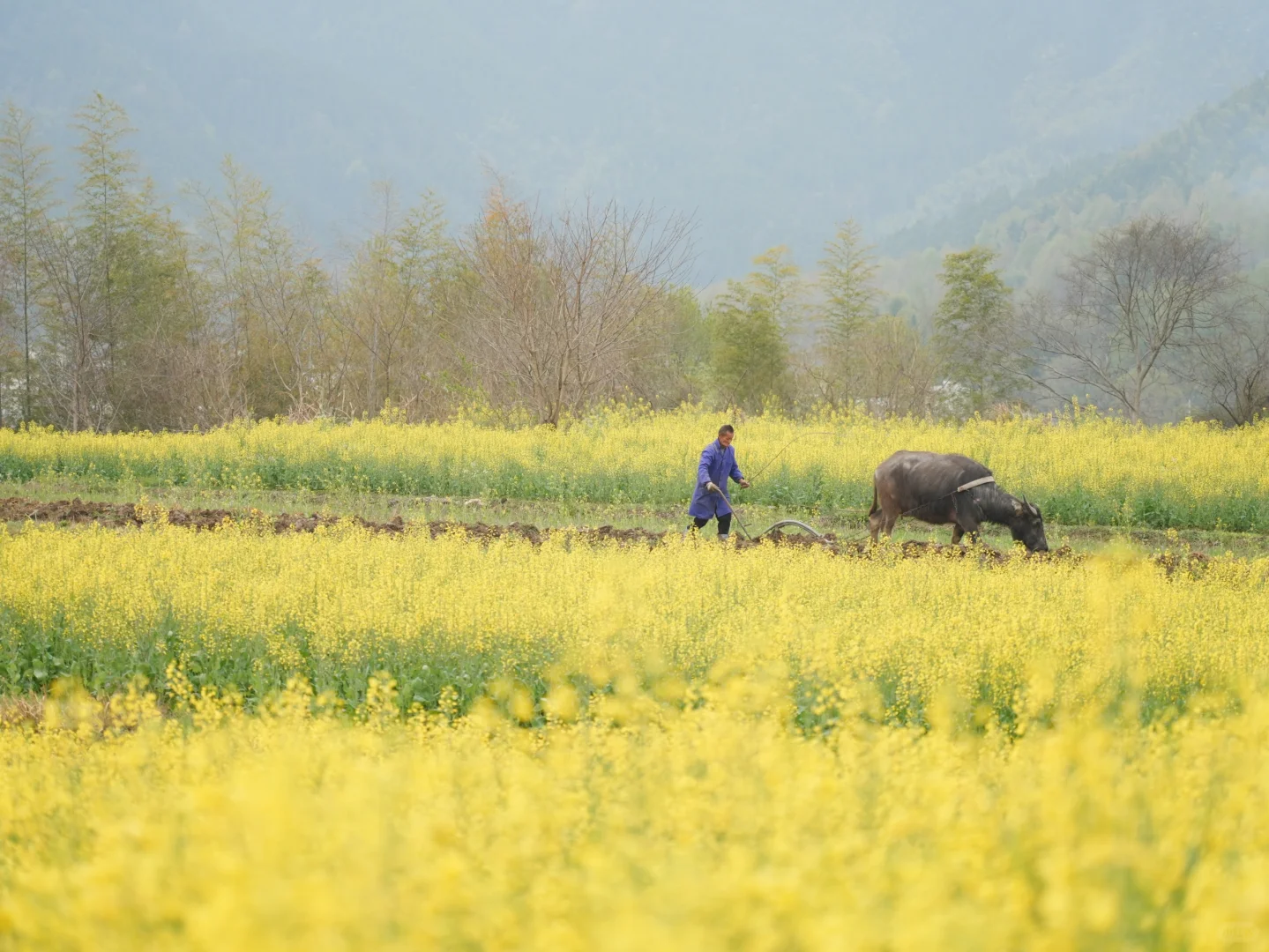 皖南有的地方宣而不藏,但很多人还是会错过