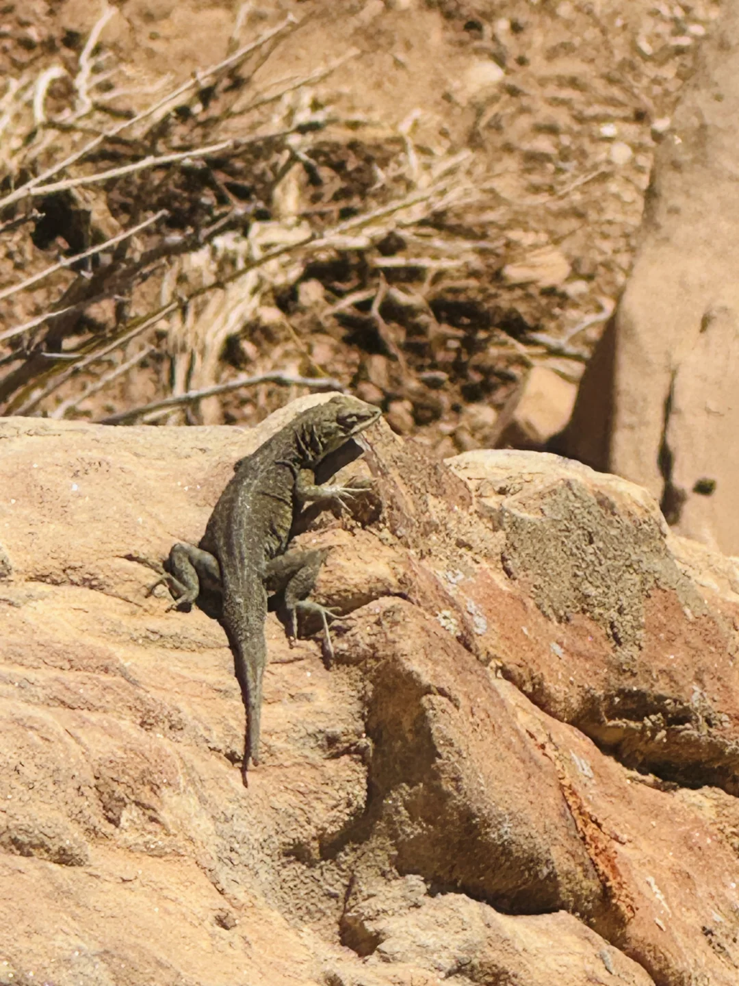 （Part 1）五日游｜大峡谷+羚羊谷+拉斯维加斯
