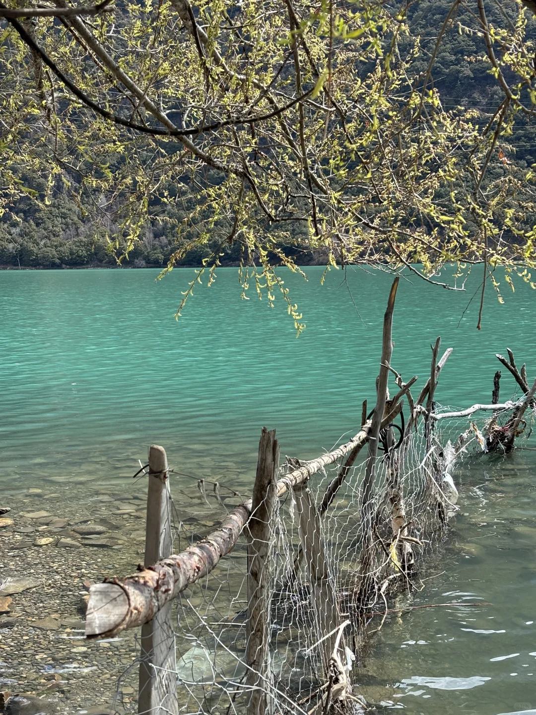4月 波密-林芝-拉萨超详细小众出片景点