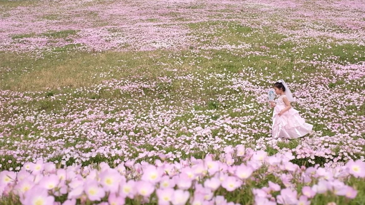 4.19南京周边无人花海