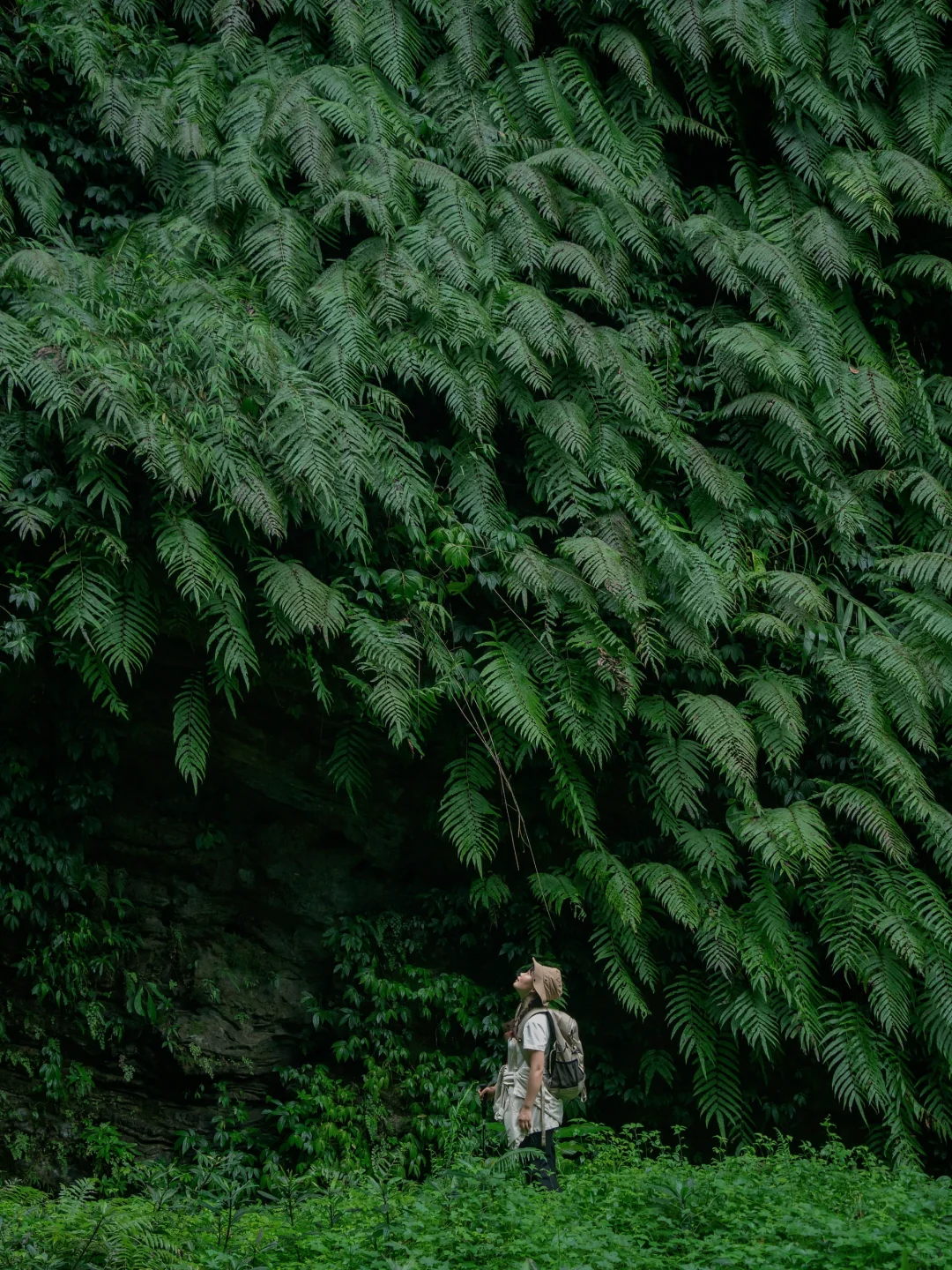 我宣布！我找到了中国最原始感的森林植物园