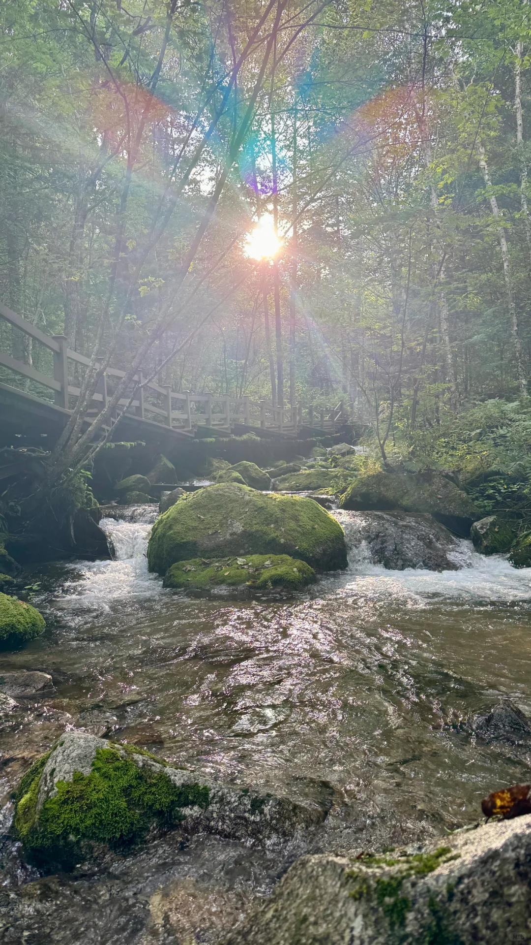 🌲【探秘哈尔滨周边游妈妈顶原始森林】🌲