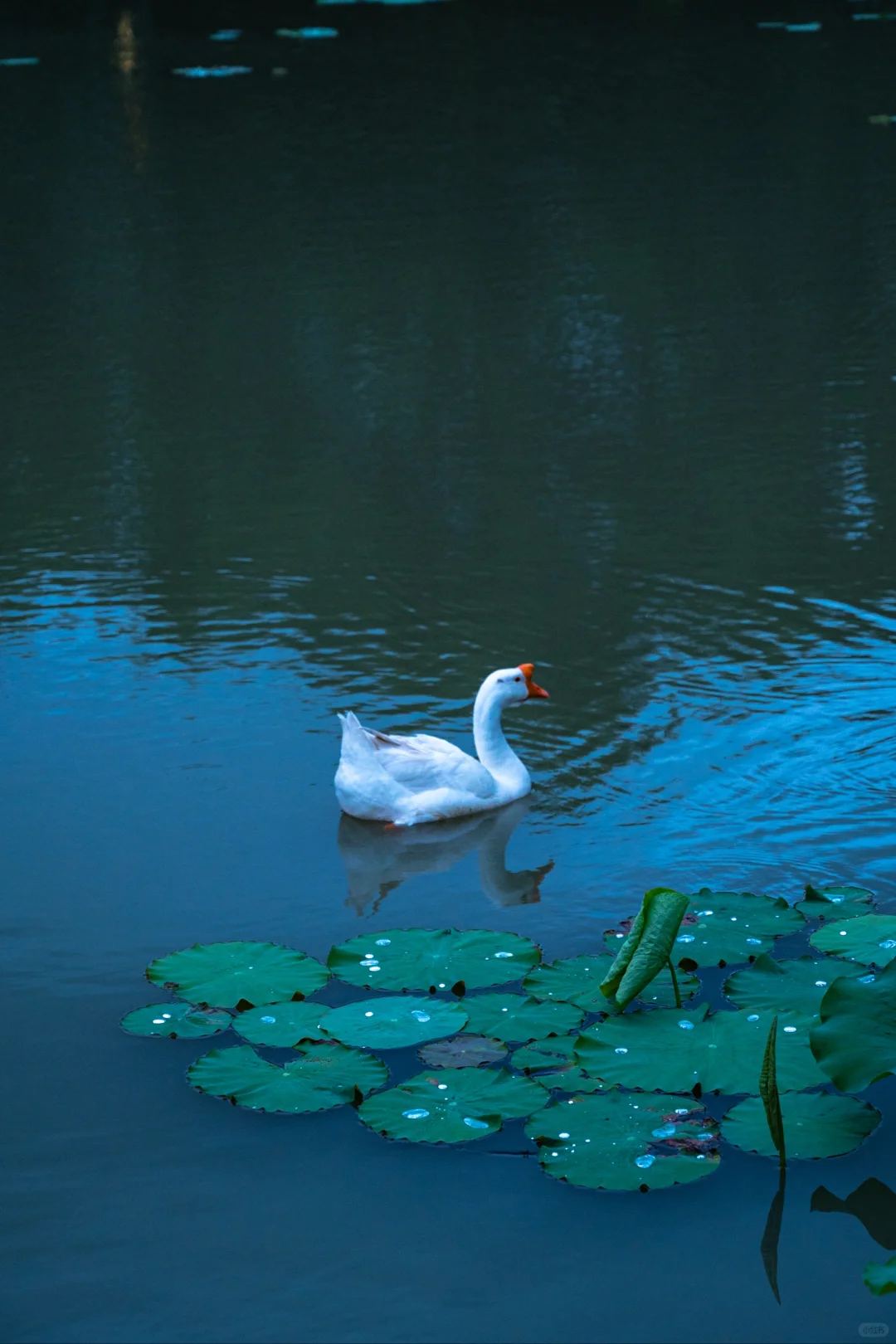 《国家地理》没有骗我,这个小众古村太绝了