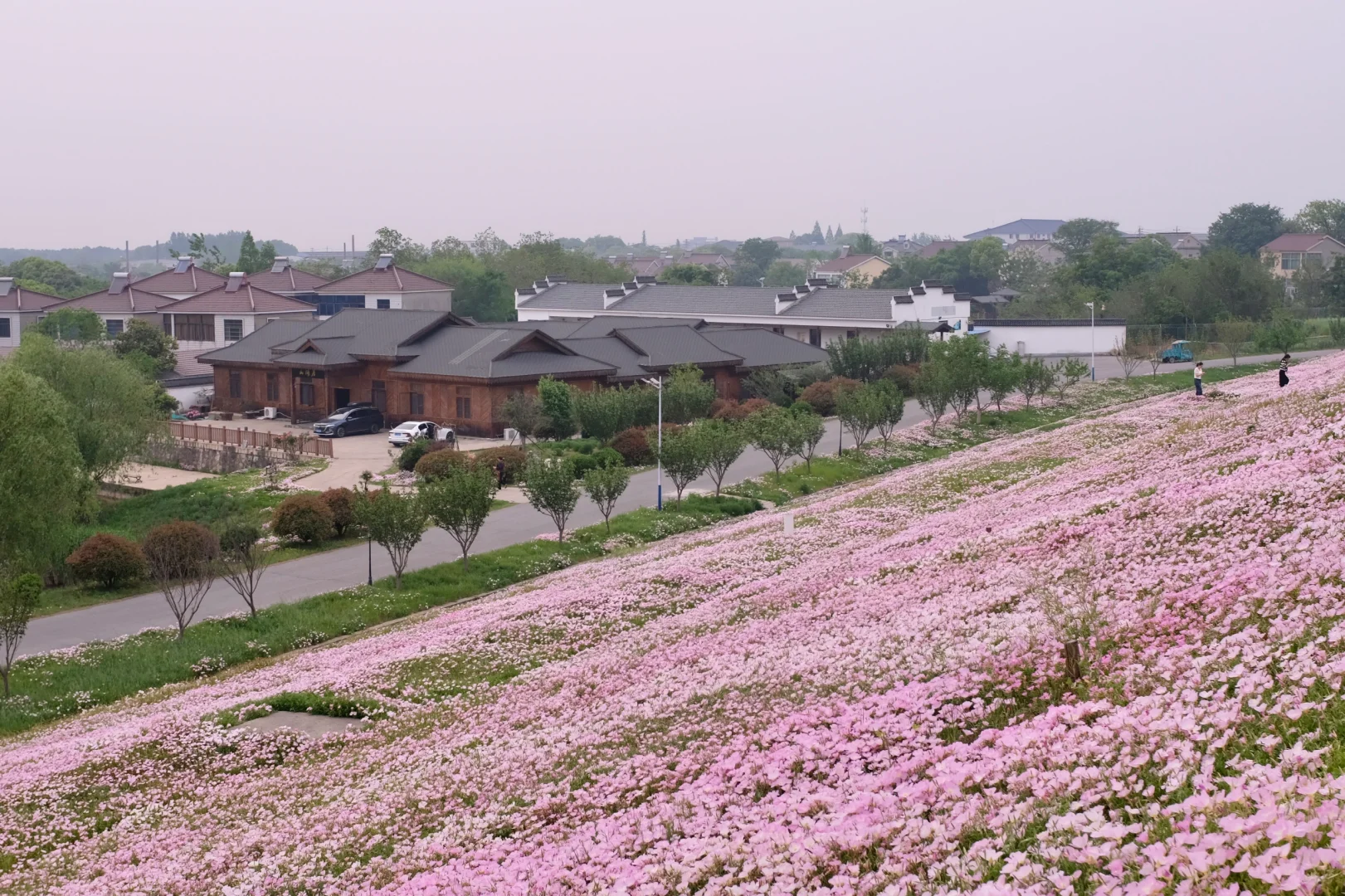 4.19南京周边无人花海