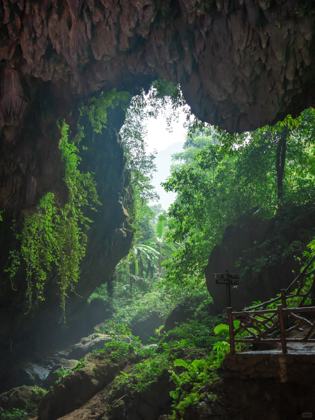 我宣布！我找到了中国最原始感的森林植物园