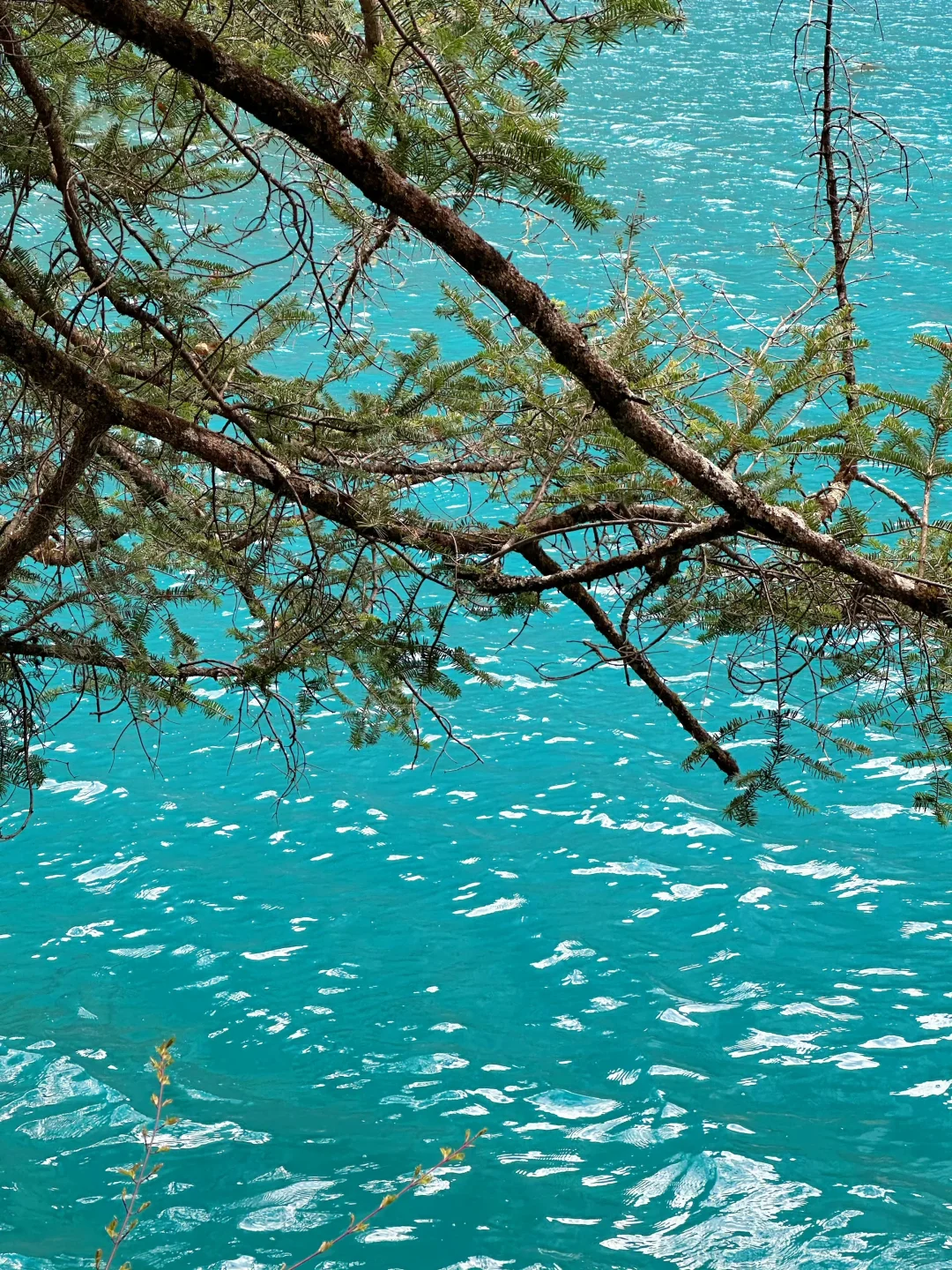 端午亲子游🔥九寨沟3天2晚不废脚攻略✅