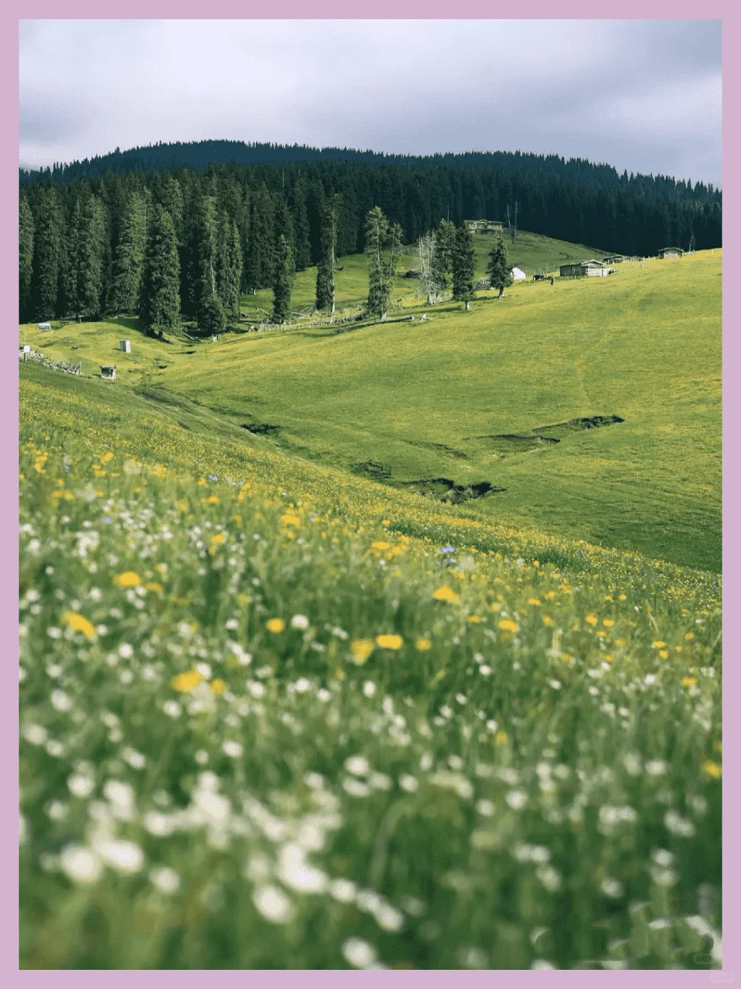 新疆草原如何选？讲明白！