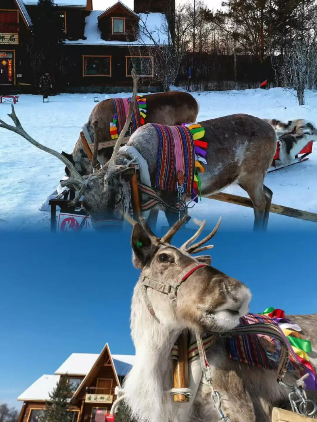 ❄漠河旅游|雪国列车🚆去了漠河才知道…