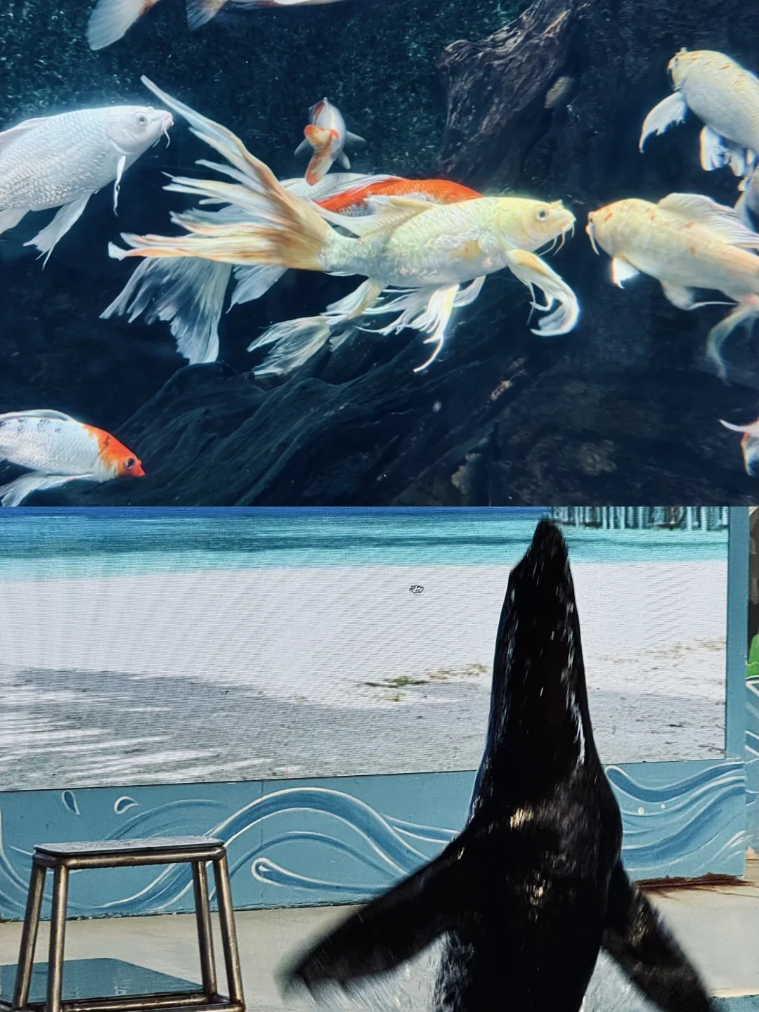 厦门旅游攻略赶紧码住！！