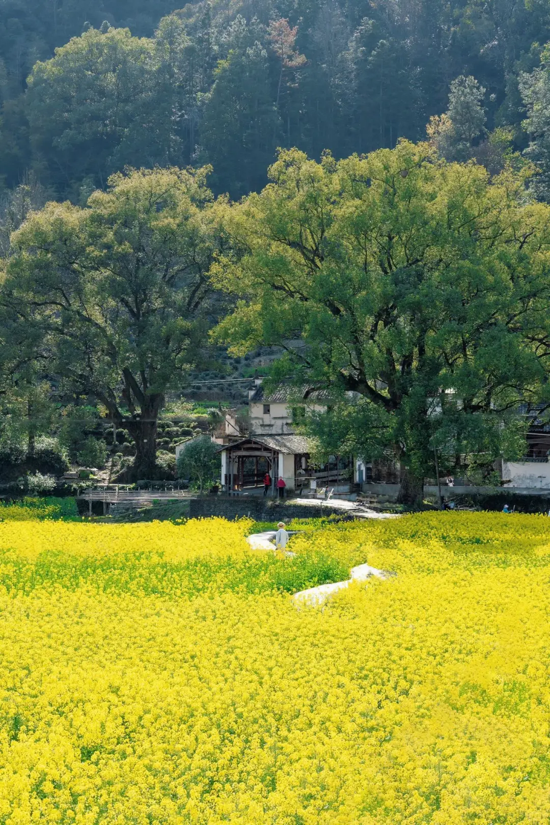 第一次去婺源千万不要把顺序搞反了