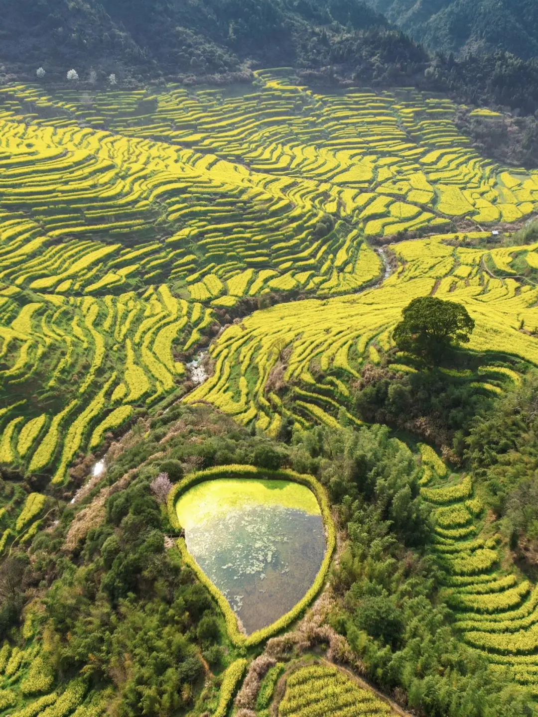 第一次去婺源千万不要把顺序搞反了