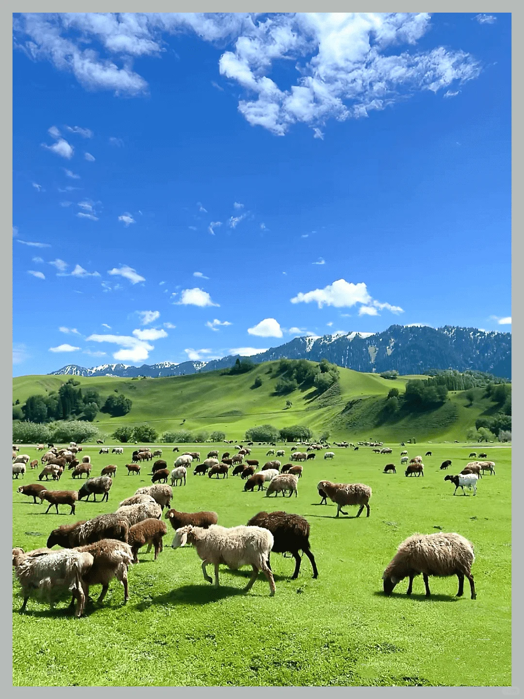 新疆草原如何选？讲明白！