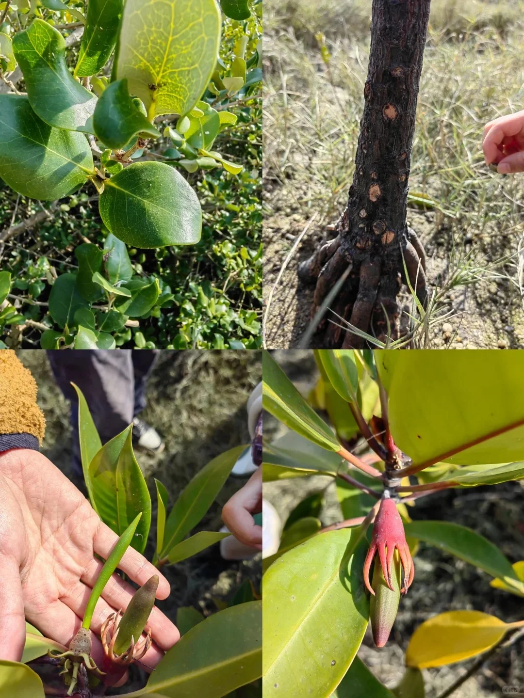 五一和老公去了崇左,真的比新西兰还震撼!