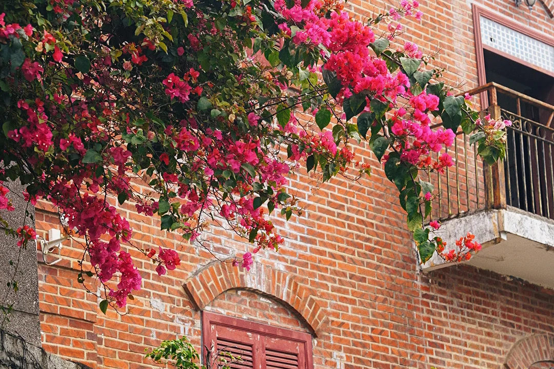 度假时光｜一个人的鼓浪屿，漫步成诗⛱️