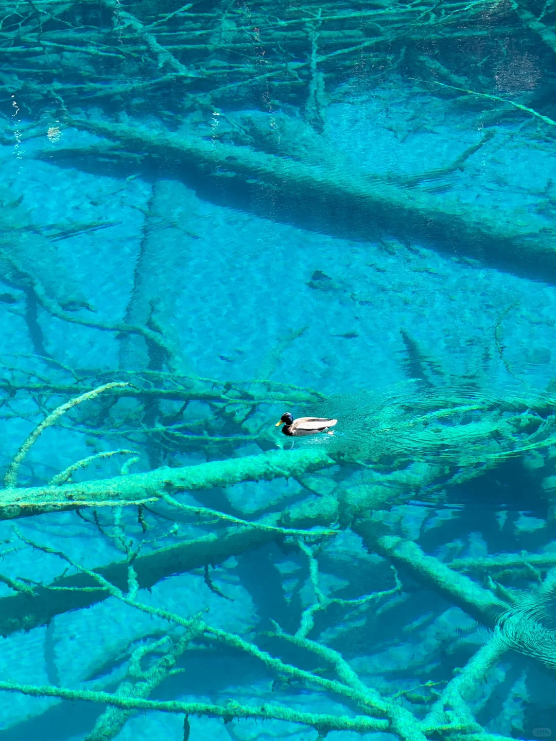 端午亲子游🔥九寨沟3天2晚不废脚攻略✅