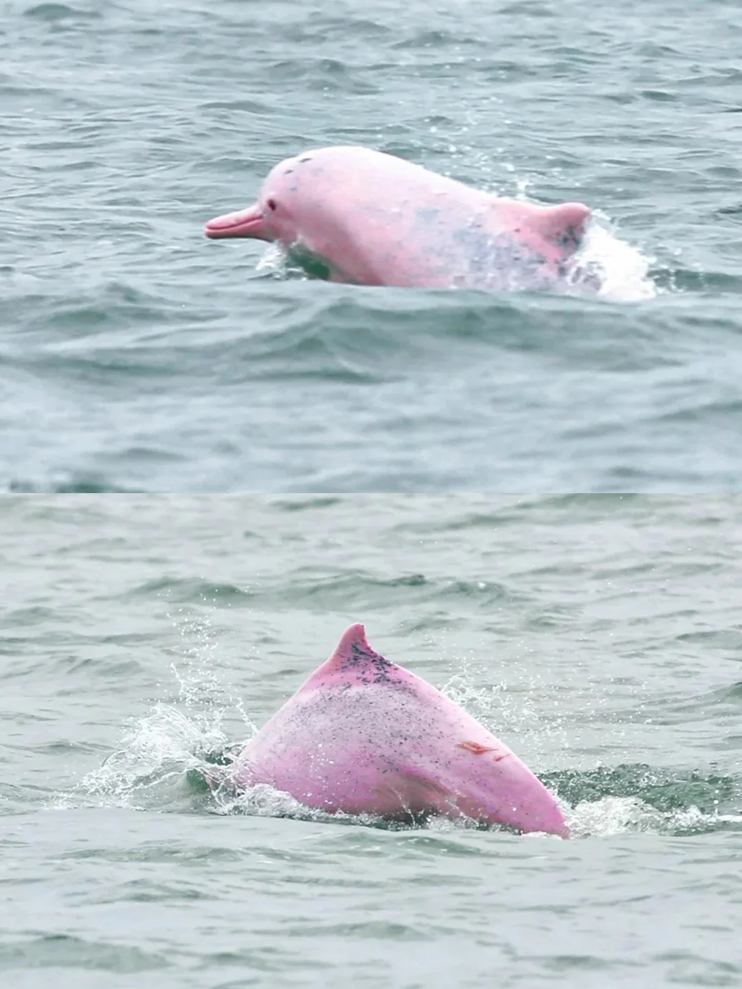 五一和老公去了崇左，真的比新西兰还震撼！