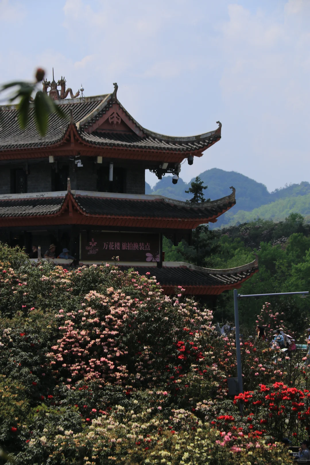 春季限定版地球彩带｜百里杜鹃，花的盛宴