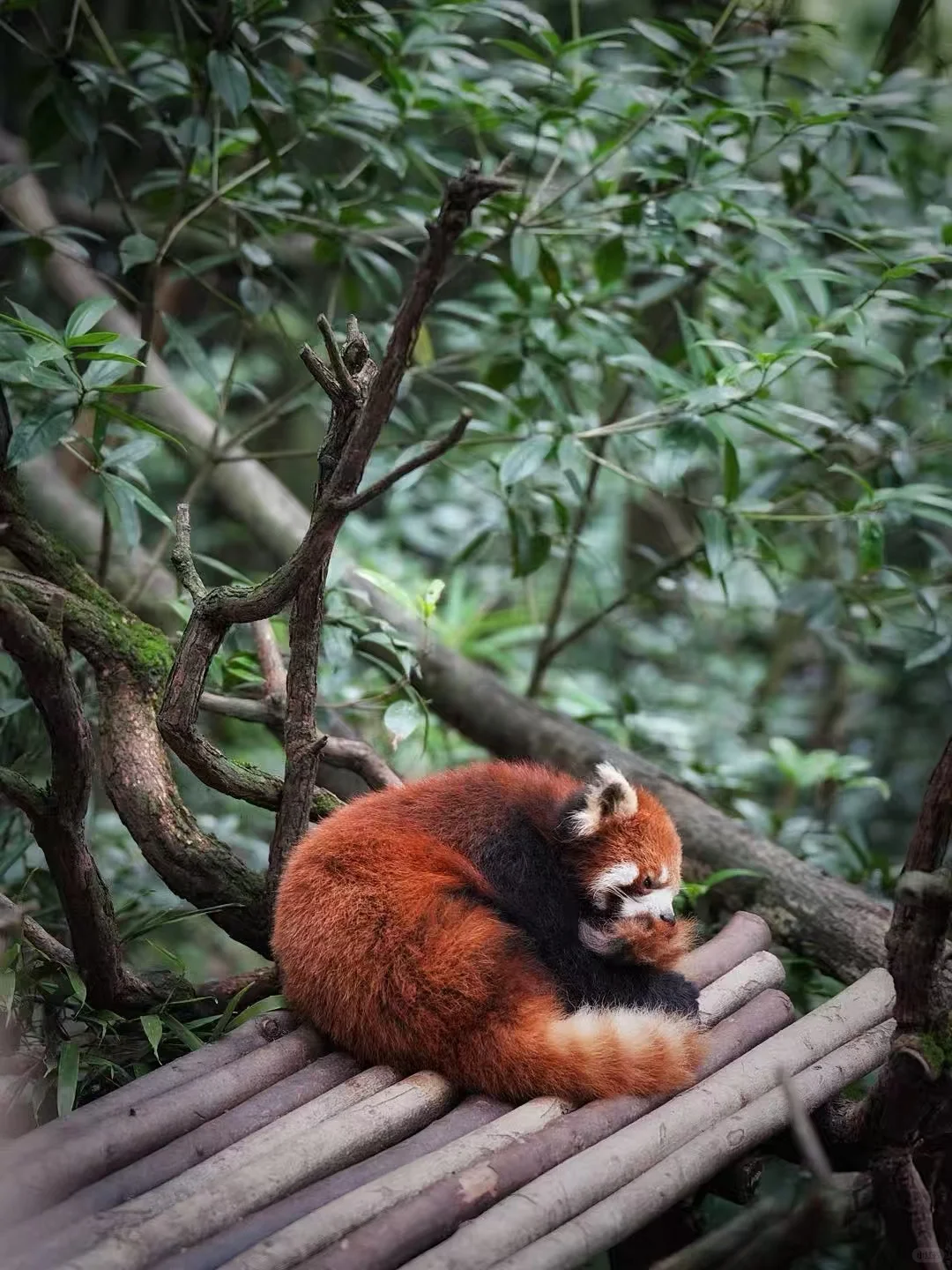 闯入熊猫谷🐼仙境，吸氧+吸猫全满足！