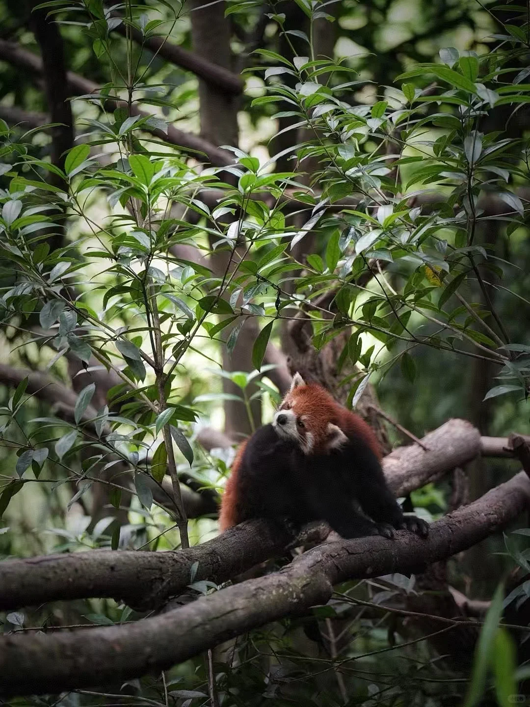 闯入熊猫谷🐼仙境，吸氧+吸猫全满足！