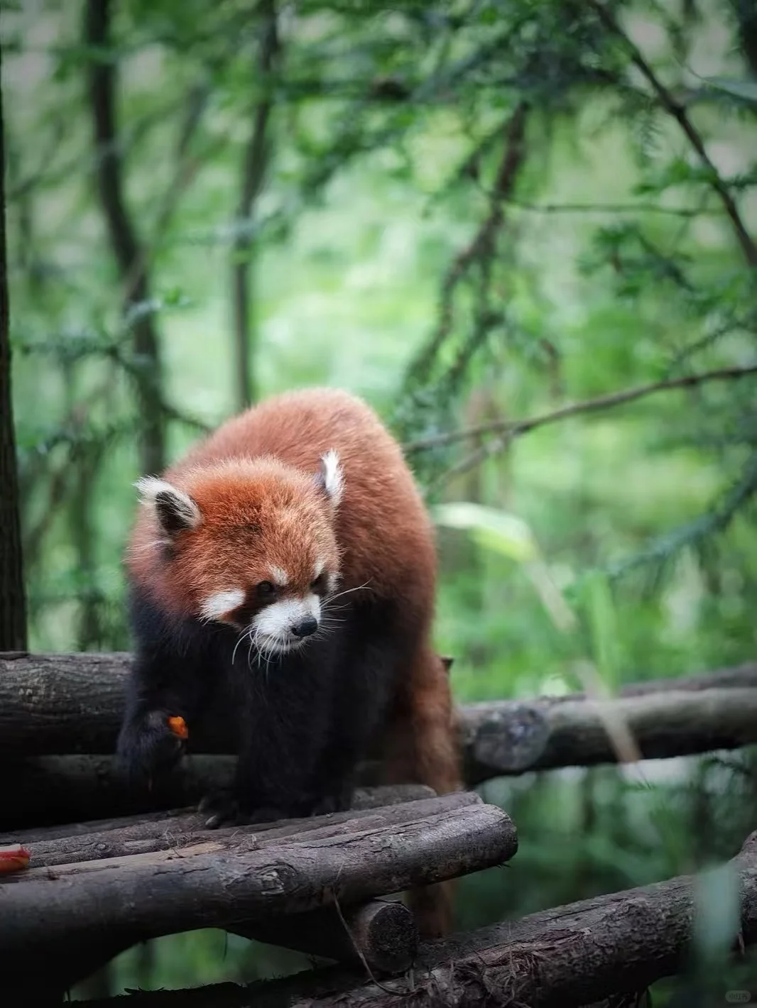 闯入熊猫谷🐼仙境，吸氧+吸猫全满足！