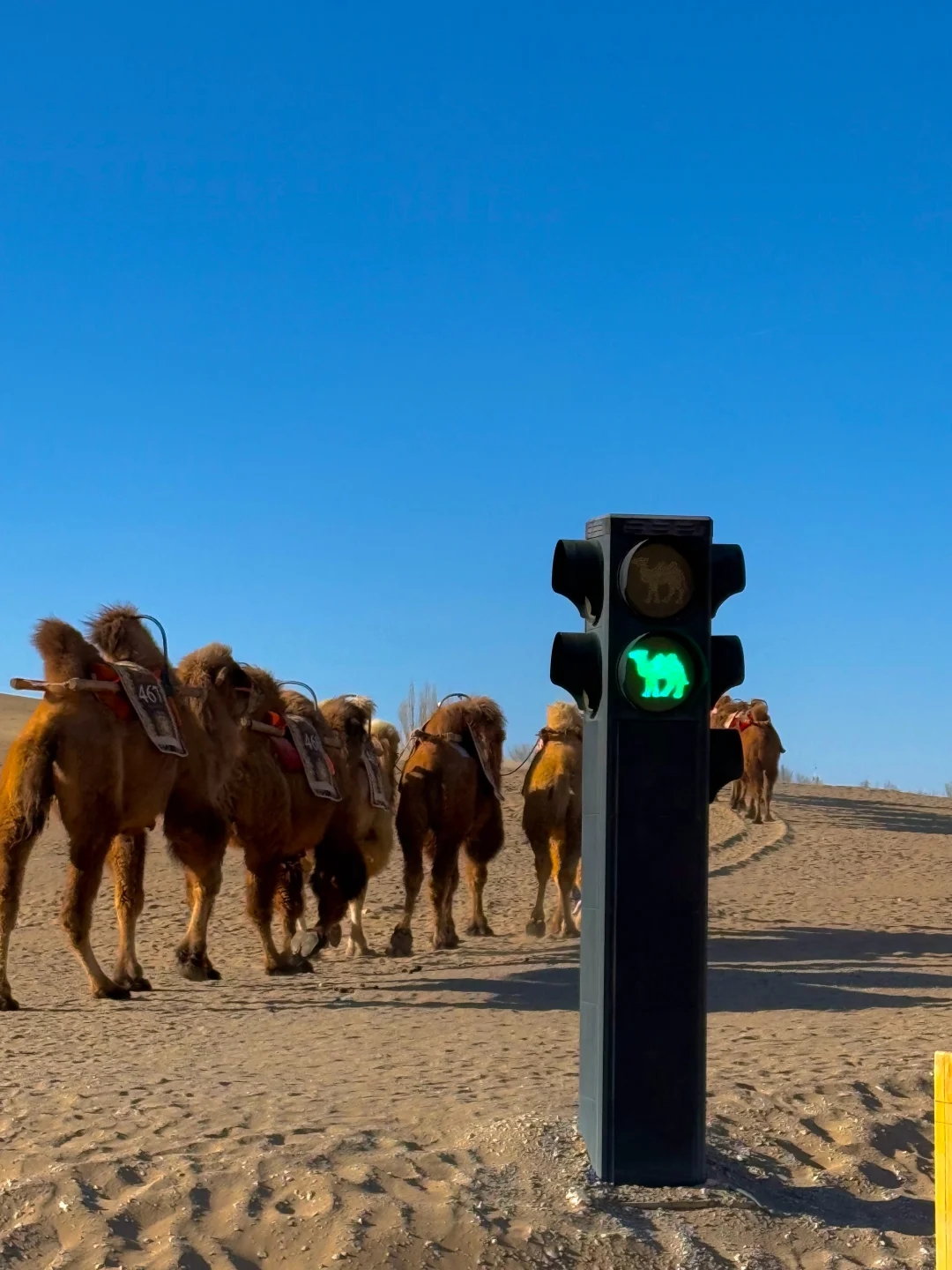 敦煌游玩已回，真心建议4-5月去，因为。。。