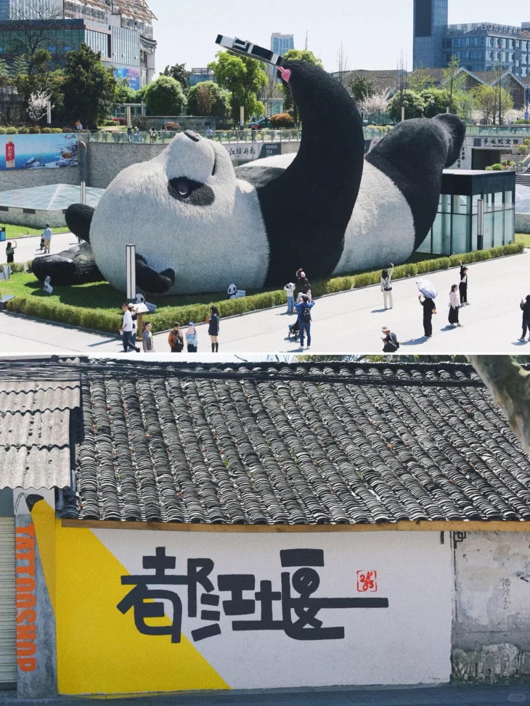 闯入熊猫谷🐼仙境，吸氧+吸猫全满足！