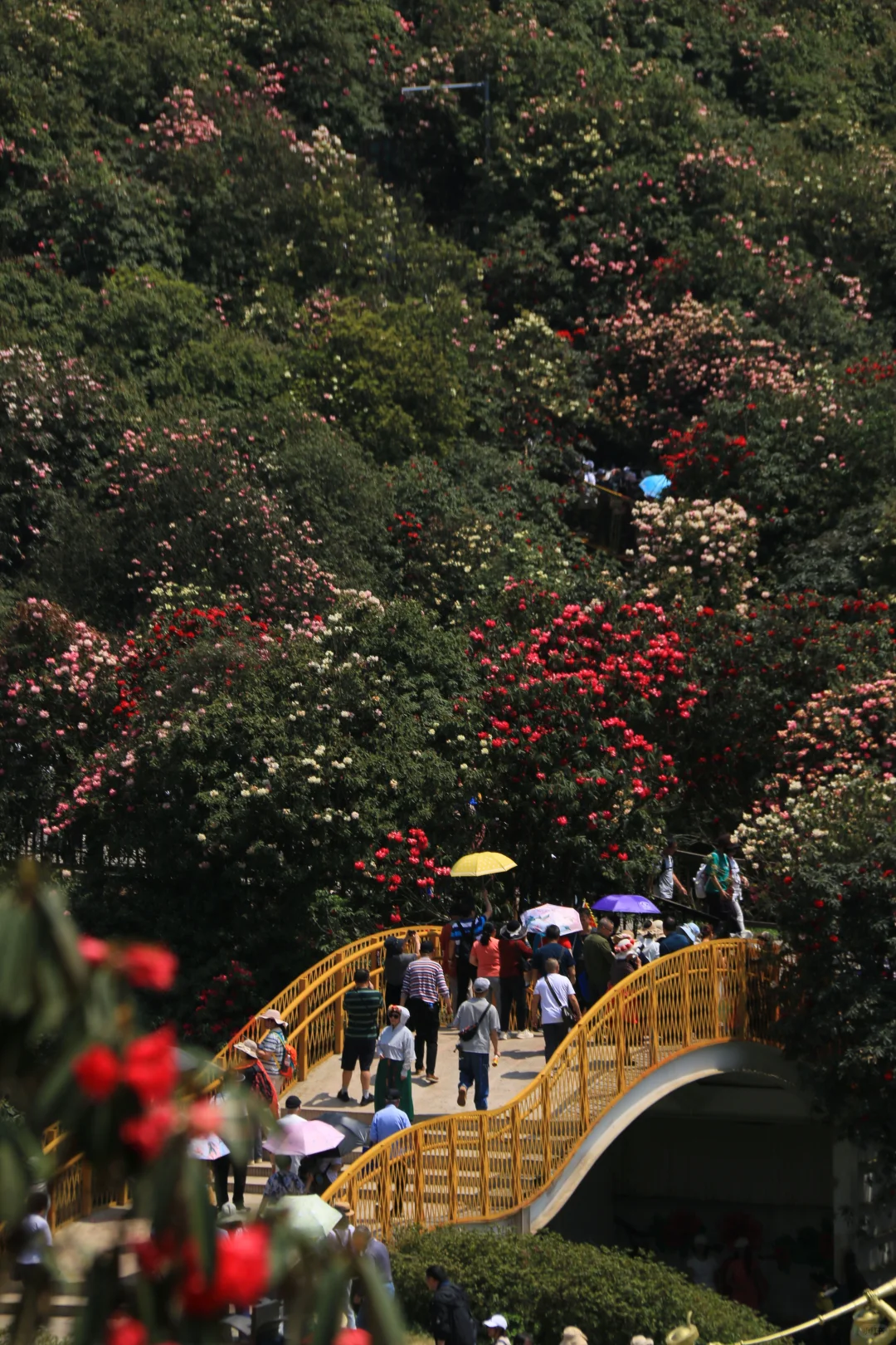 春季限定版地球彩带｜百里杜鹃，花的盛宴