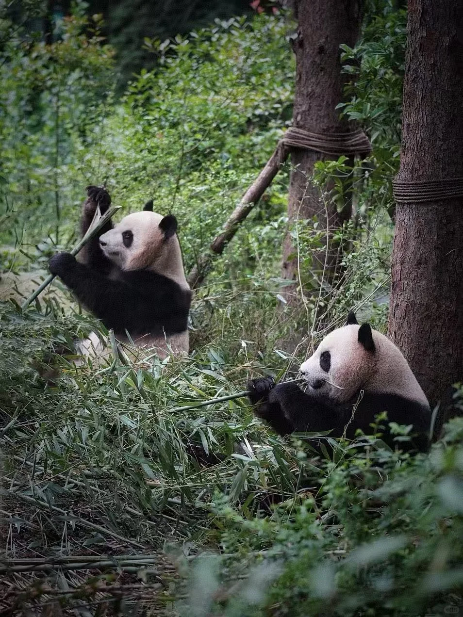 闯入熊猫谷🐼仙境，吸氧+吸猫全满足！
