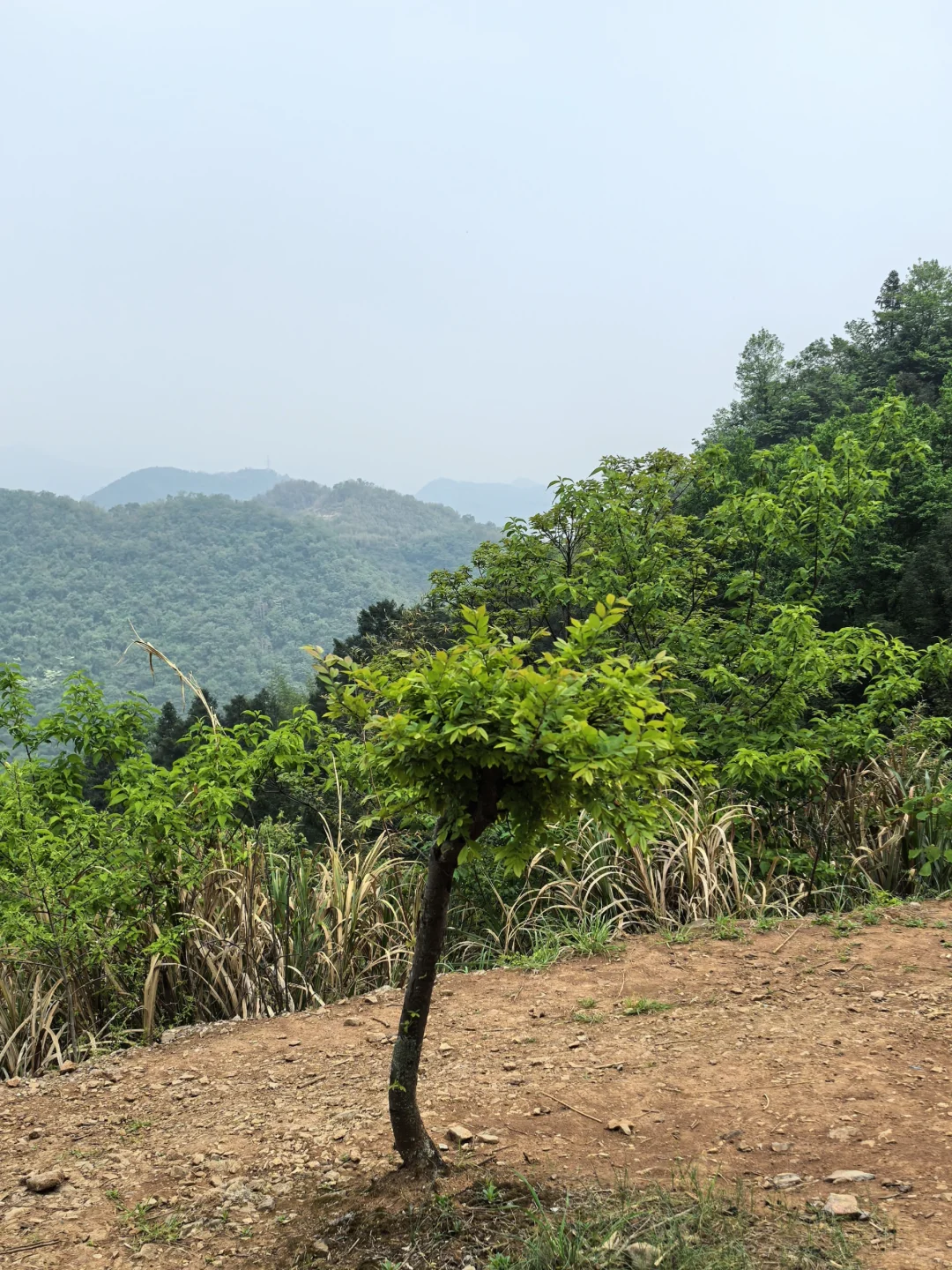 沪漂周末12h出逃→富阳ℓ爬野山,赏映山红