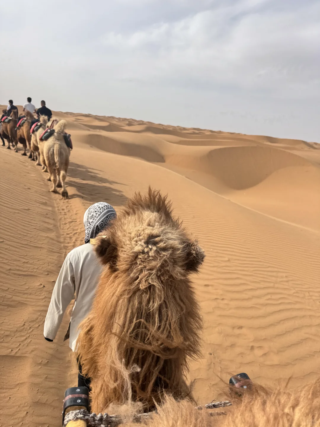 在中卫：大漠黄沙 戈壁孤烟的荒凉具像化了