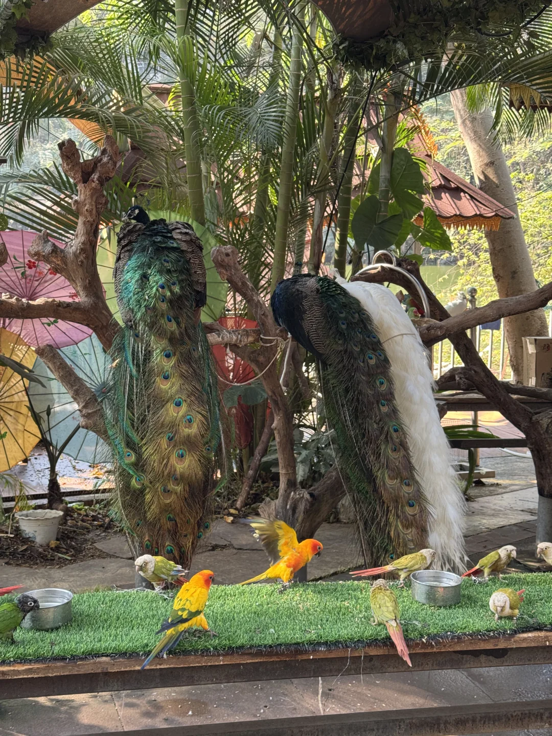 版纳绝美景点🌴超出片📸｜多种玩法（附地图）