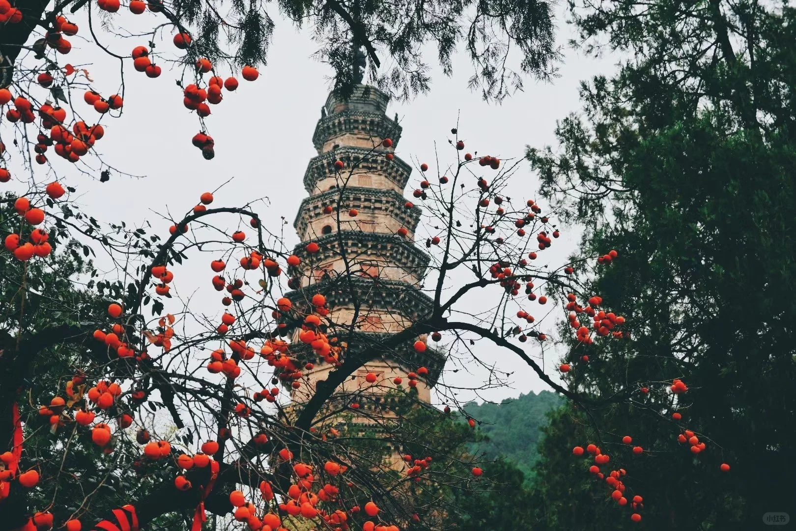 福建武夷山拍到了红楼梦里的塔