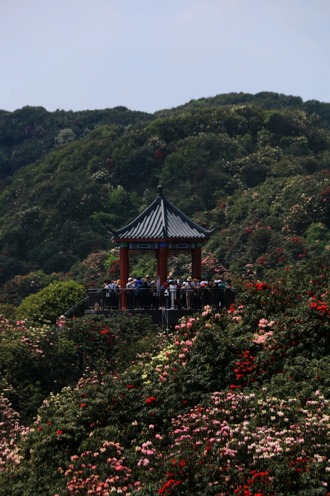 春季限定版地球彩带｜百里杜鹃，花的盛宴