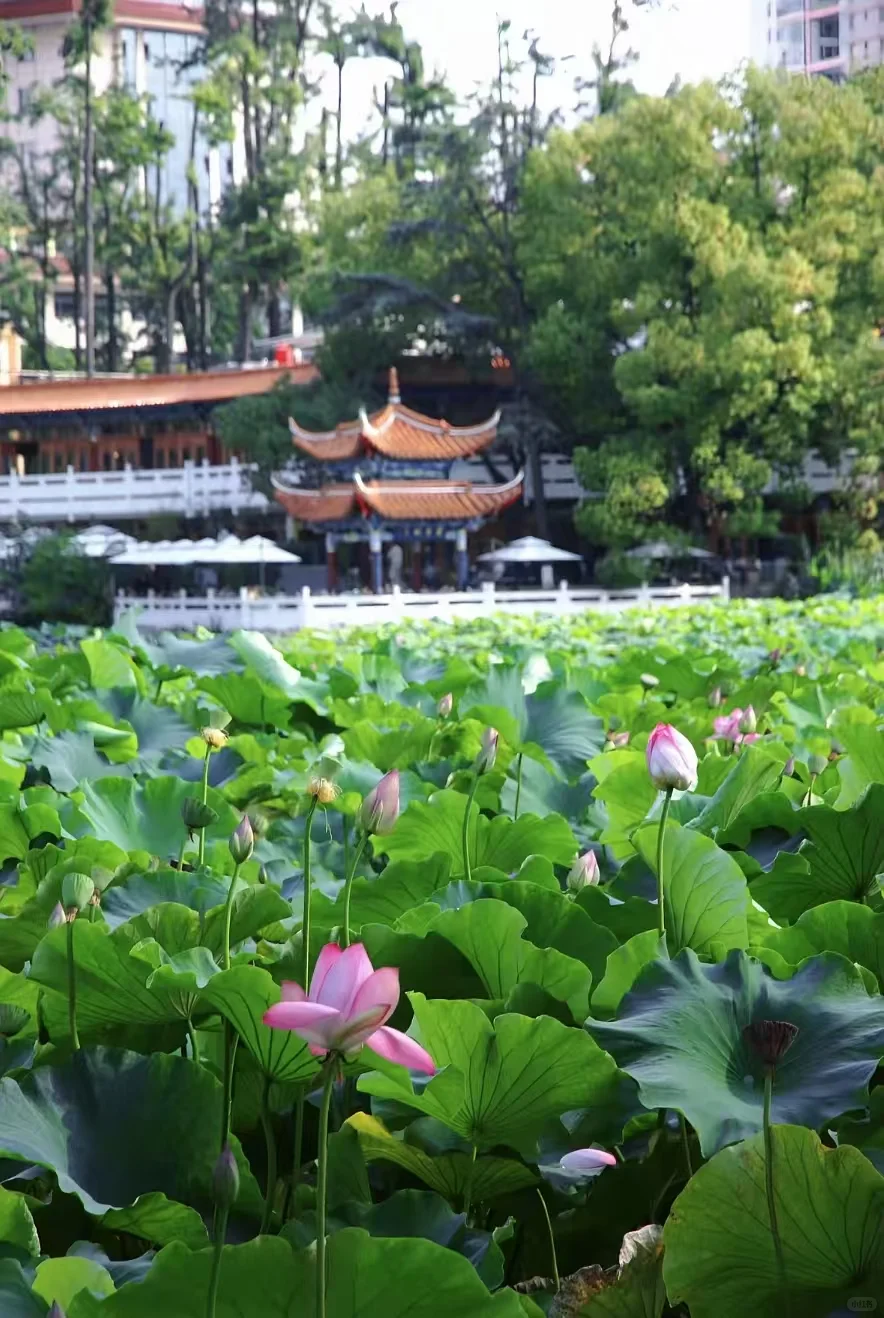 旅游特价游，想出游的来聊