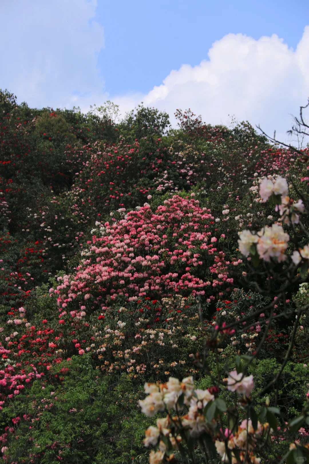春季限定版地球彩带｜百里杜鹃，花的盛宴
