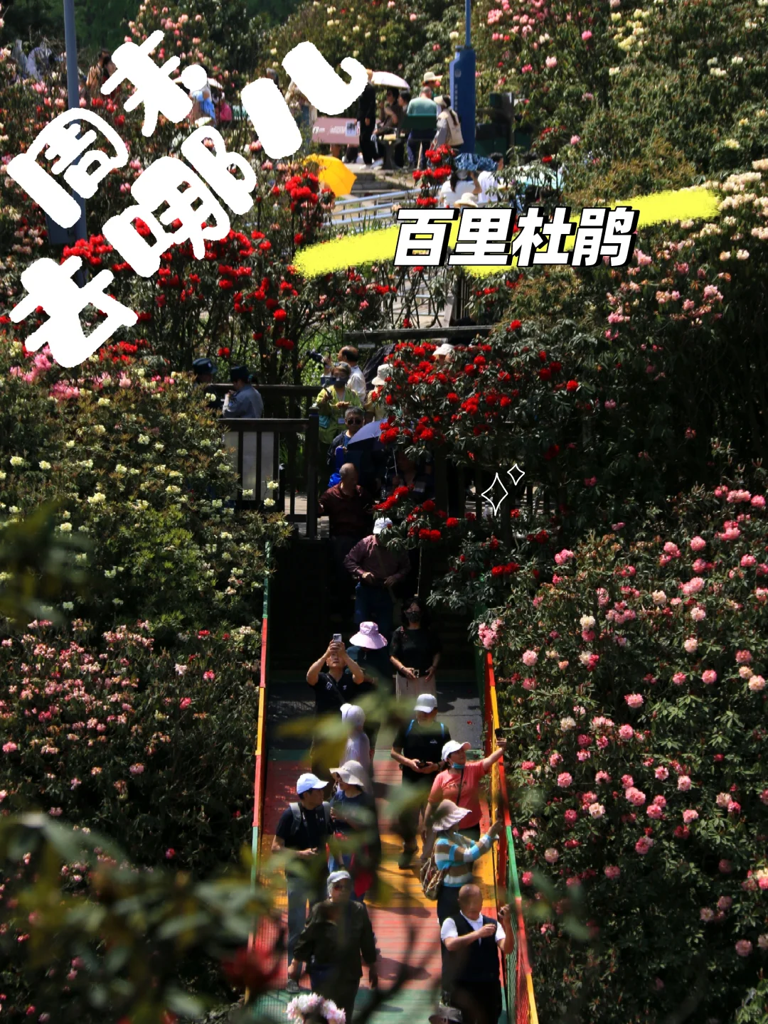 春季限定版地球彩带｜百里杜鹃，花的盛宴